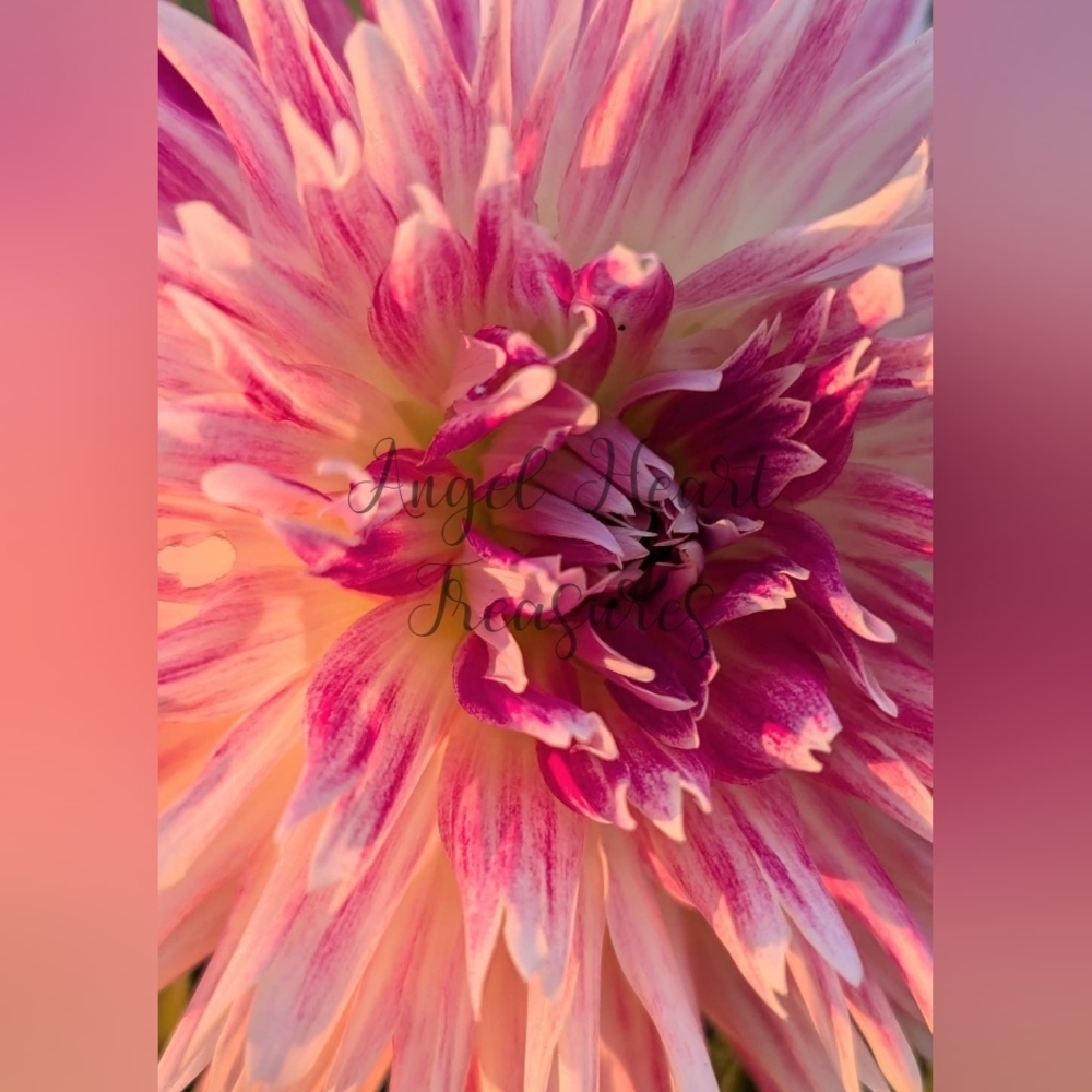 4x6 Original Nature Photography Of Pink & White Dahlia Flower Bloom Photo Print